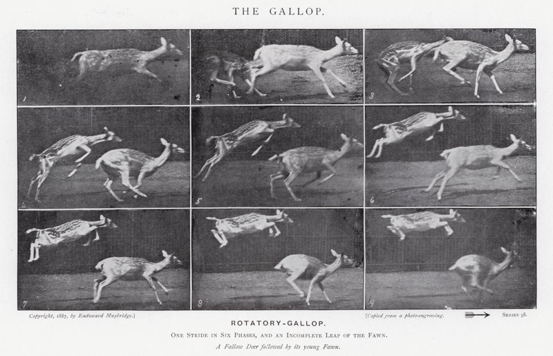 Eadweard Muybridge: The Gallop (s/h foto) af Eadweard Muybridge