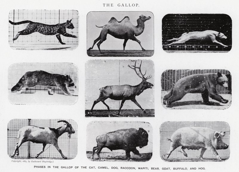 Eadweard Muybridge: The Gallop (s/h foto) af Eadweard Muybridge