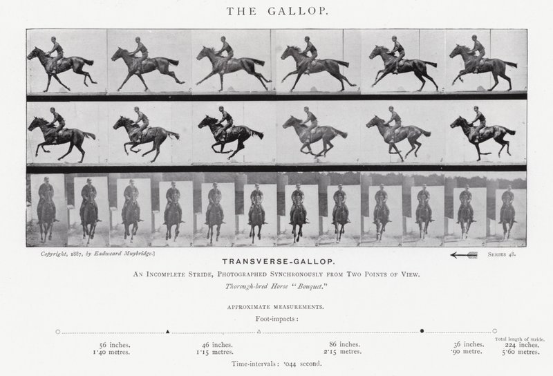 Eadweard Muybridge: The Gallop (s/h foto) af Eadweard Muybridge