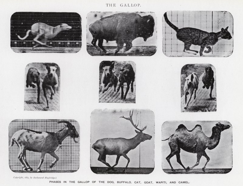 Eadweard Muybridge: The Gallop (s/h foto) af Eadweard Muybridge