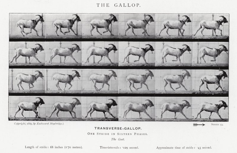 Eadweard Muybridge: The Gallop (s/h foto) af Eadweard Muybridge