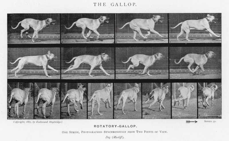Eadweard Muybridge: The Gallop (s/h foto) af Eadweard Muybridge