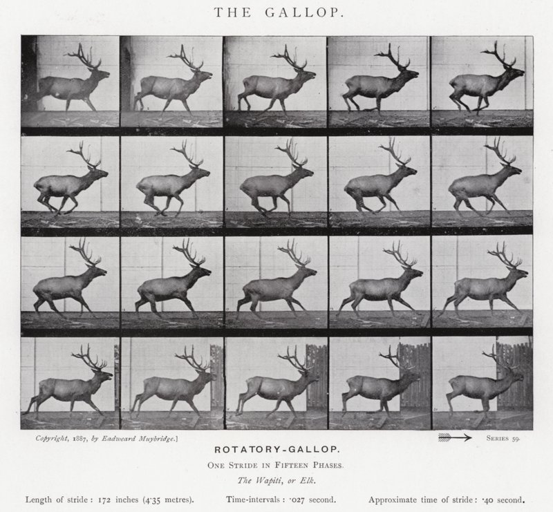 Eadweard Muybridge: The Gallop (s/h foto) af Eadweard Muybridge