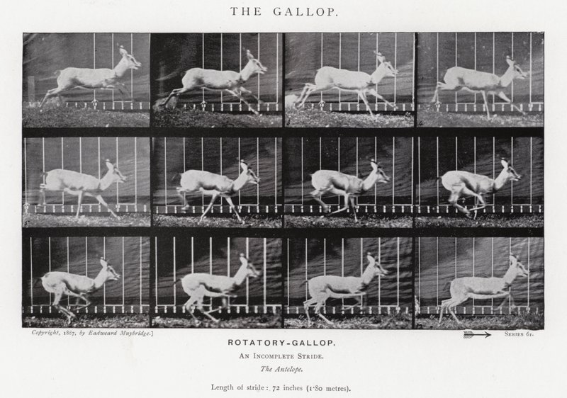Eadweard Muybridge: The Gallop (s/h foto) af Eadweard Muybridge