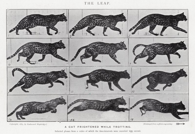 Eadweard Muybridge: The Leap (s/h foto) af Eadweard Muybridge
