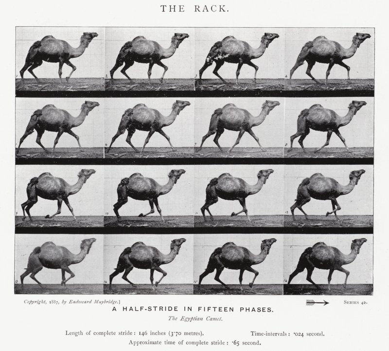 Eadweard Muybridge: The Rack (s/h foto) af Eadweard Muybridge