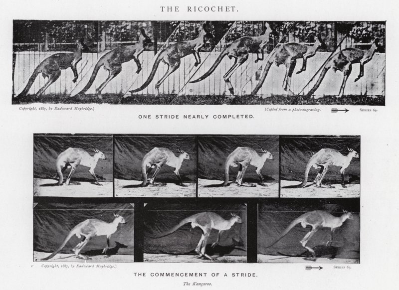 Eadweard Muybridge: The Ricochet (s/h foto) af Eadweard Muybridge