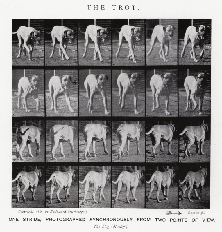 Eadweard Muybridge: The Trot (s/h foto) af Eadweard Muybridge