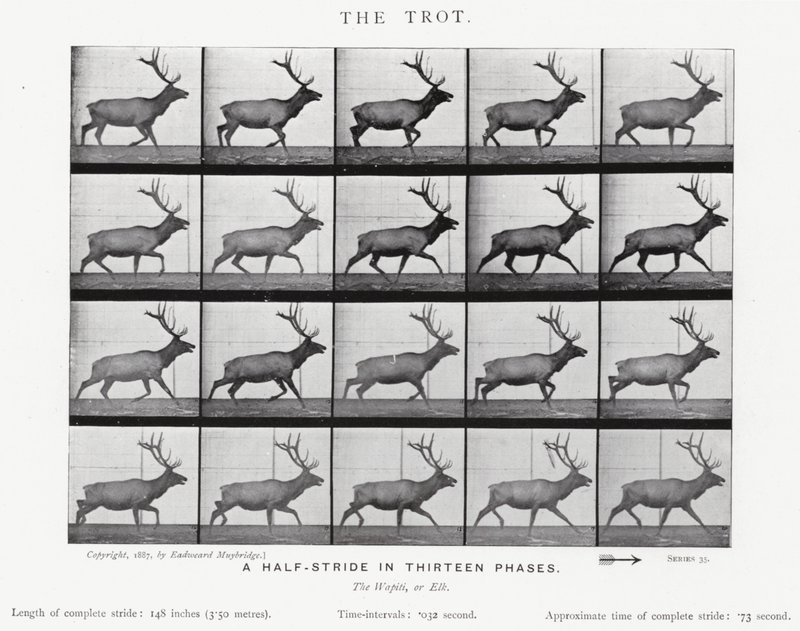 Eadweard Muybridge: The Trot (s/h foto) af Eadweard Muybridge