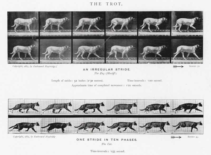 Eadweard Muybridge: The Trot (s/h foto) af Eadweard Muybridge