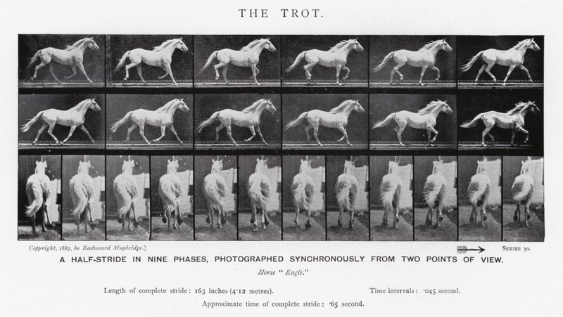 Eadweard Muybridge: The Trot (s/h foto) af Eadweard Muybridge