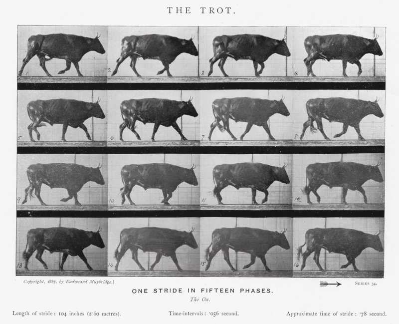 Eadweard Muybridge: The Trot (s/h foto) af Eadweard Muybridge