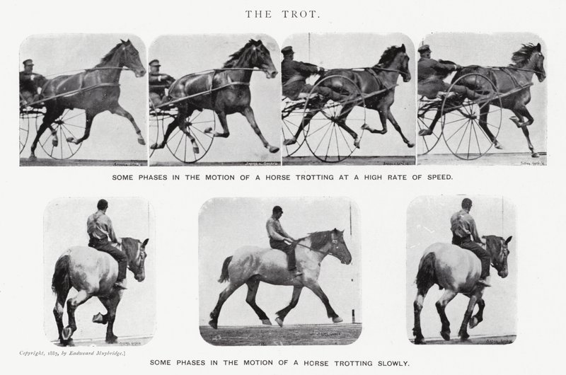 Eadweard Muybridge: The Trot (s/h foto) af Eadweard Muybridge