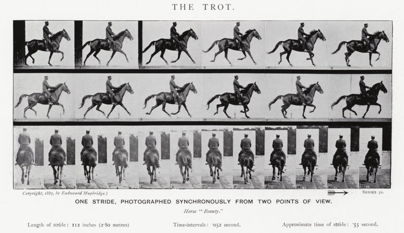 Eadweard Muybridge: The Trot (s/h foto) af Eadweard Muybridge