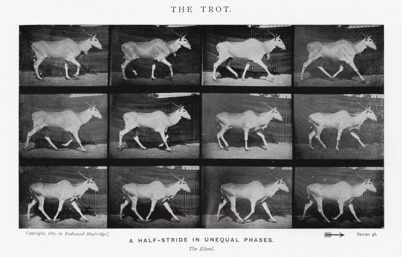 Eadweard Muybridge: The Trot (s/h foto) af Eadweard Muybridge