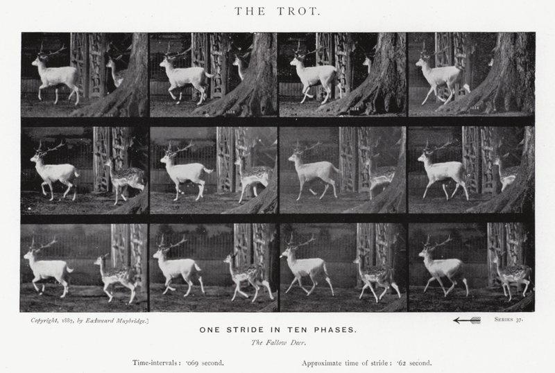 Eadweard Muybridge: The Trot (s/h foto) af Eadweard Muybridge