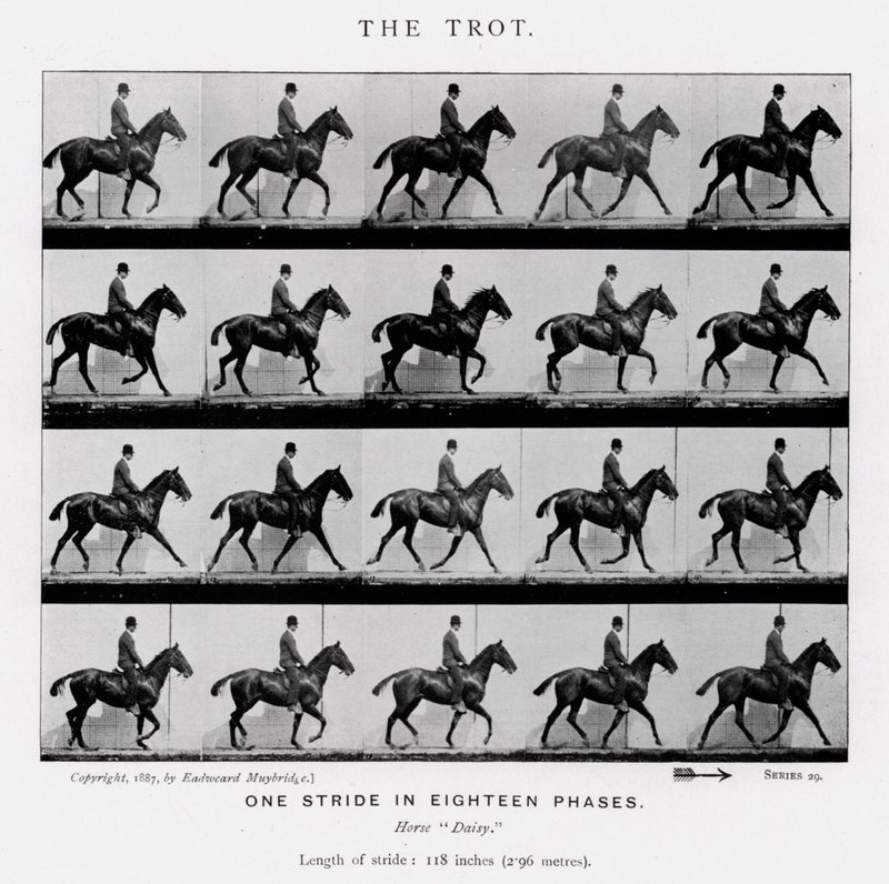 Eadweard Muybridge: The Trot af Eadweard Muybridge