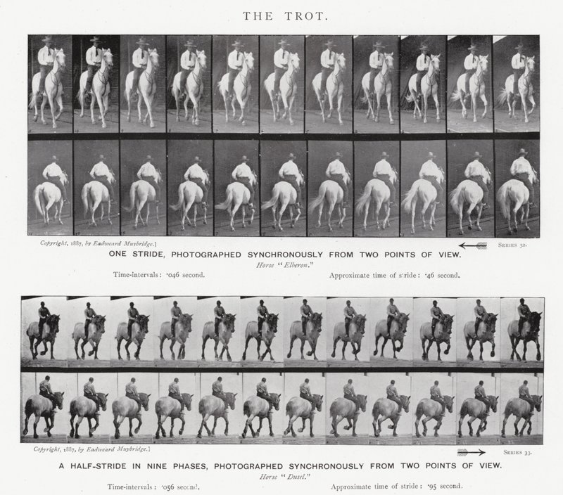 Eadweard Muybridge: The Trot af Eadweard Muybridge