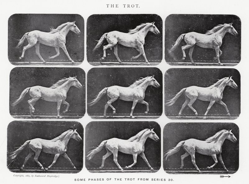 Eadweard Muybridge: The Trot af Eadweard Muybridge