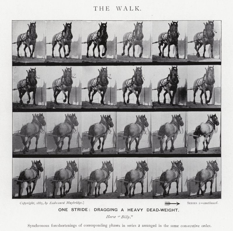 Eadweard Muybridge: The Walk (s/h foto) af Eadweard Muybridge