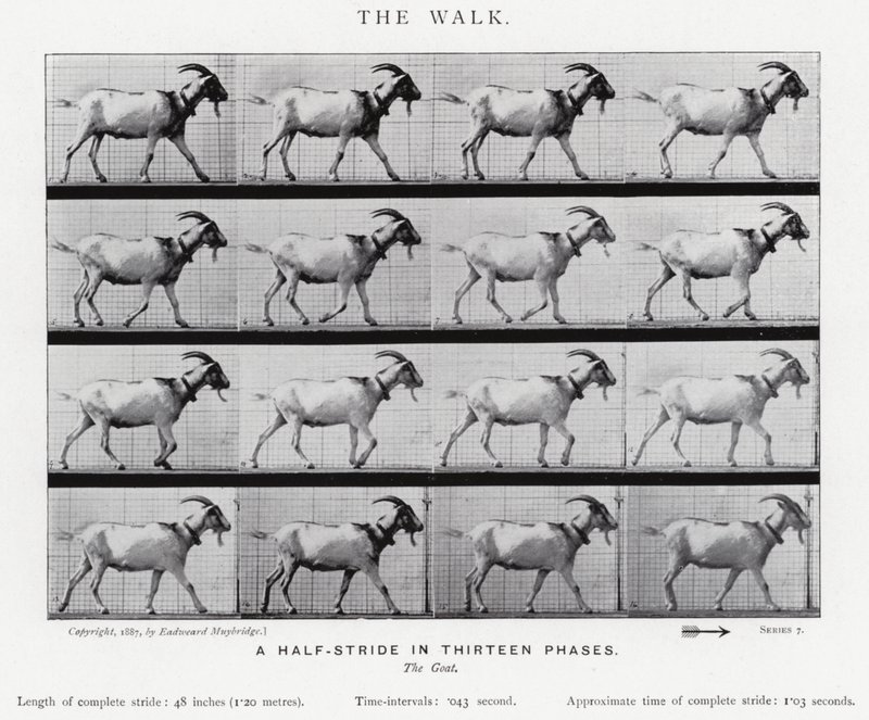 Eadweard Muybridge: The Walk (s/h foto) af Eadweard Muybridge