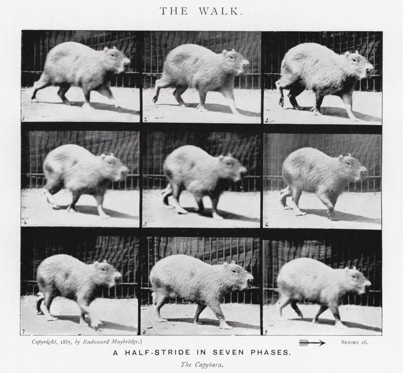 Eadweard Muybridge: The Walk (s/h foto) af Eadweard Muybridge