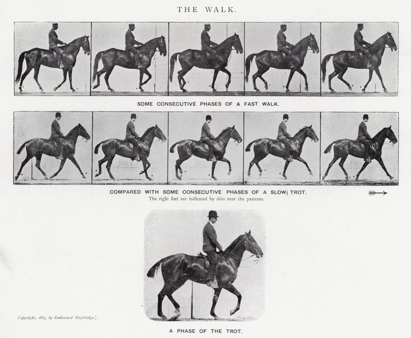 Eadweard Muybridge: The Walk (s/h foto) af Eadweard Muybridge