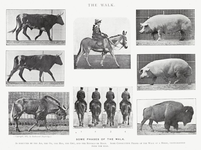 Eadweard Muybridge: The Walk (s/h foto) af Eadweard Muybridge