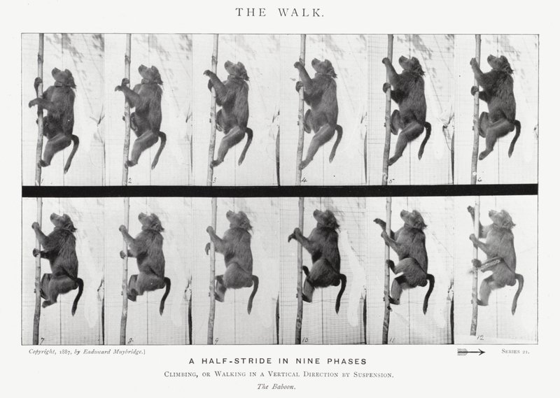 Eadweard Muybridge: The Walk (s/h foto) af Eadweard Muybridge