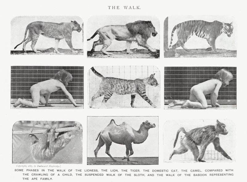 Eadweard Muybridge: The Walk (s/h foto) af Eadweard Muybridge
