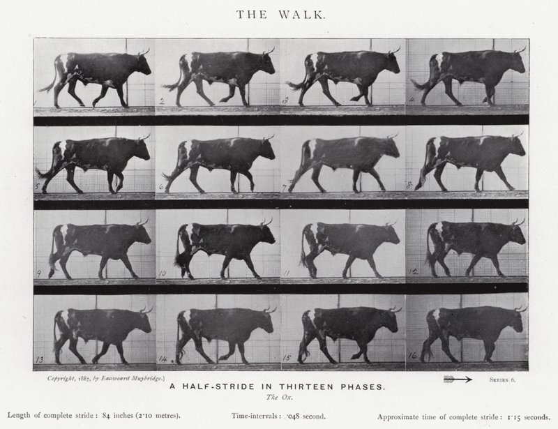 Eadweard Muybridge: The Walk (s/h foto) af Eadweard Muybridge
