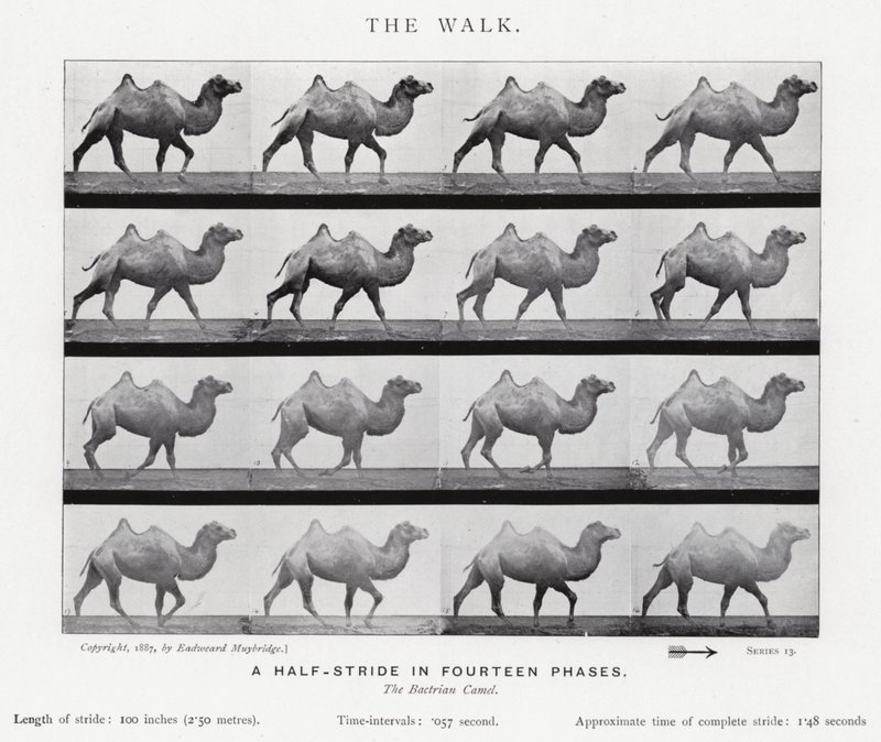 Eadweard Muybridge: The Walk (s/h foto) af Eadweard Muybridge