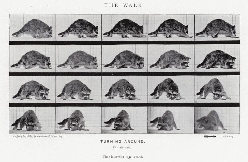 Eadweard Muybridge: The Walk (s/h foto) af Eadweard Muybridge