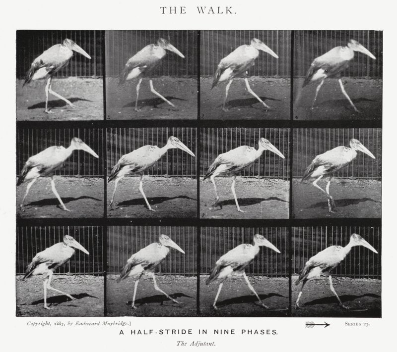 Eadweard Muybridge: The Walk (s/h foto) af Eadweard Muybridge