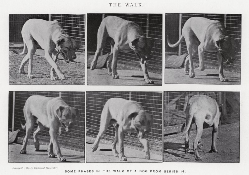Eadweard Muybridge: The Walk (s/h foto) af Eadweard Muybridge