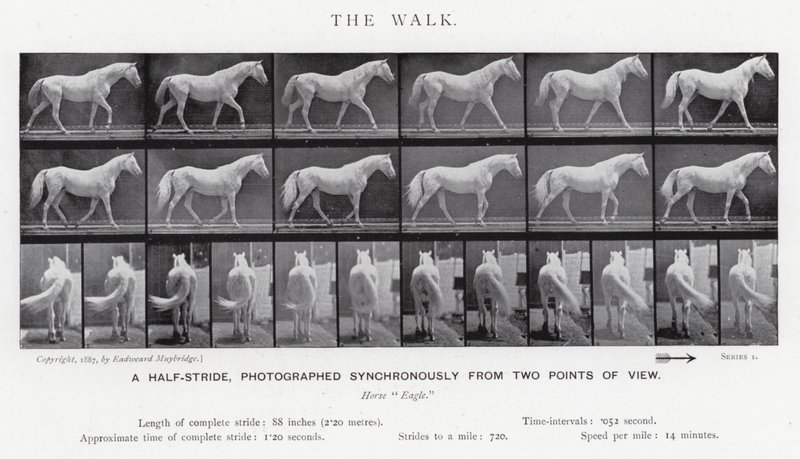 Eadweard Muybridge: The Walk (s/h foto) af Eadweard Muybridge