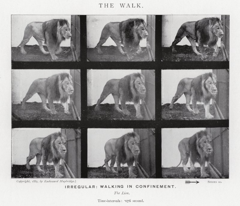 Eadweard Muybridge: The Walk (s/h foto) af Eadweard Muybridge
