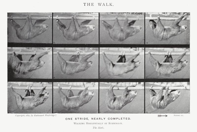 Eadweard Muybridge: The Walk (s/h foto) af Eadweard Muybridge