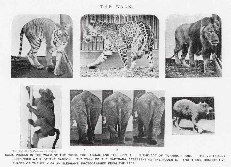 Eadweard Muybridge: The Walk (s/h foto) af Eadweard Muybridge