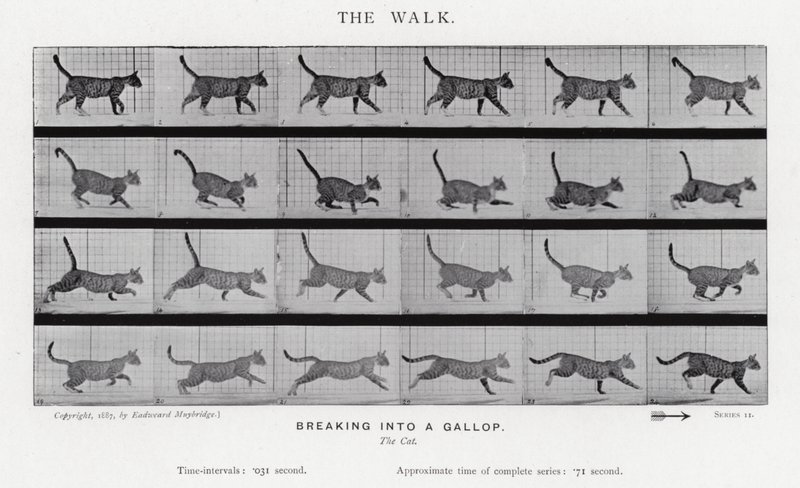 Eadweard Muybridge: The Walk af Eadweard Muybridge