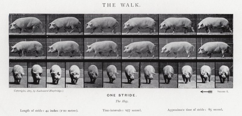 Eadweard Muybridge: The Walk af Eadweard Muybridge