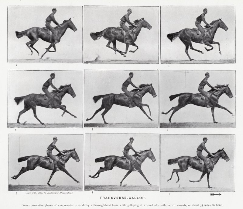Eadweard Muybridge: Transverse-Gallop (s/h foto) af Eadweard Muybridge