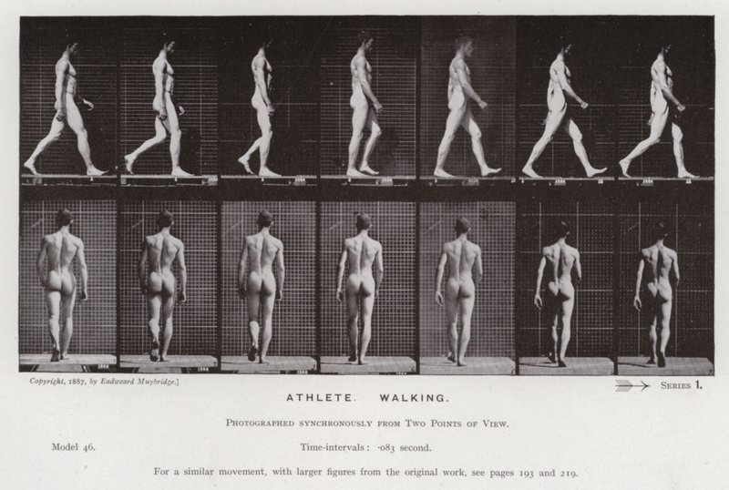 Den menneskelige figur i bevægelse: atlet, gående (s/h-billede) af Eadweard Muybridge