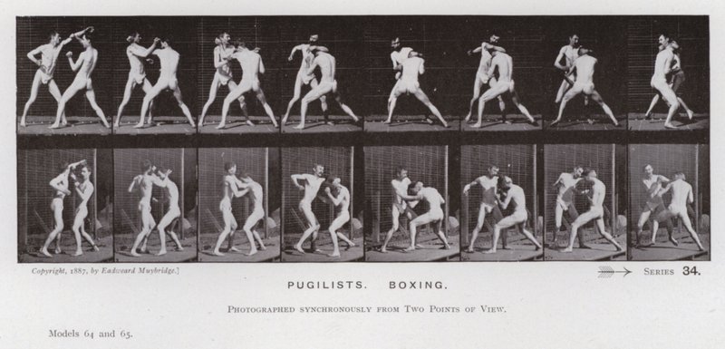 The Human Figure in Motion: Pugilists, Boxing (s/h-billede) af Eadweard Muybridge