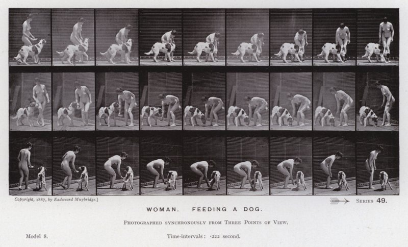 Den menneskelige figur i bevægelse: Kvinde, der fodrer en hund (s/h-billede) af Eadweard Muybridge