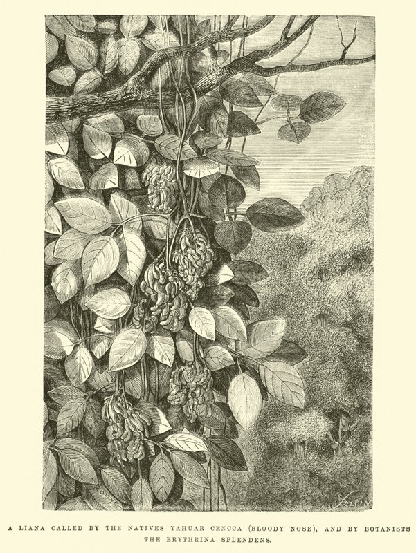 En lian, som af de indfødte kaldes Yahuar Cencca (Blodnæse) og af botanikere Erythrina splendens. af Edouard Riou