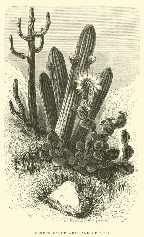 Cereus Cadelaris og Opuntia af Edouard Riou