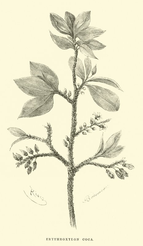 Erythroxylon coca af Edouard Riou