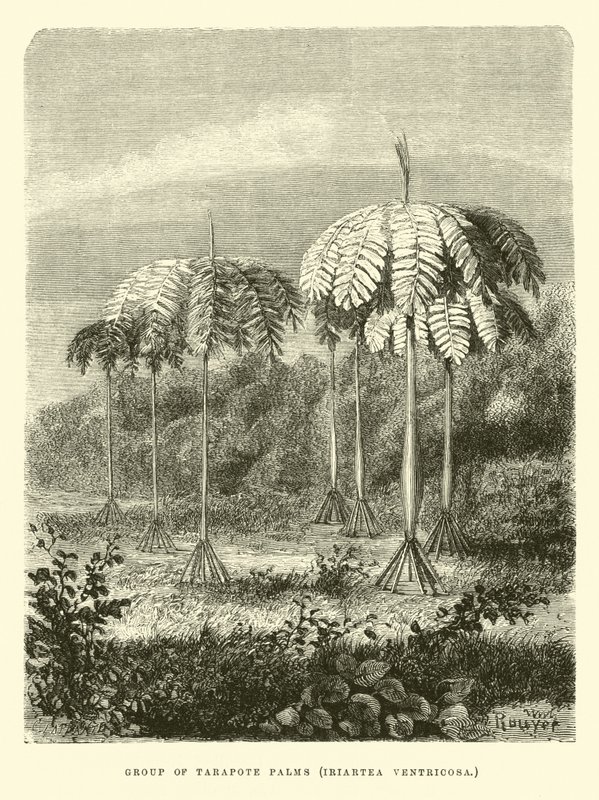 Gruppe af Tarapote palmer, Iriartea ventricosa af Edouard Riou