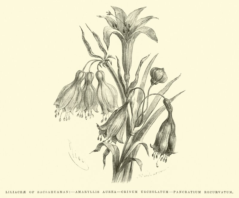 Liliaceae af Sacsahuaman, Amaryllis aurea, Crinum urceolatum, Pancratium recurvatum af Edouard Riou